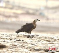 青海隆宝国家级自然保护区首现玉带海雕和鹗